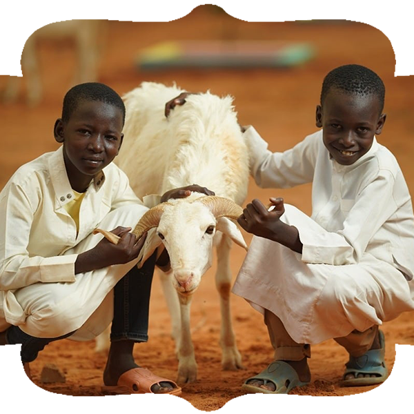 Afrika Küçükbaş Kurban Bedeli