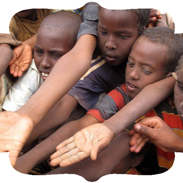 Afrika Büyük Baş Kurban Hisse Bedeli
