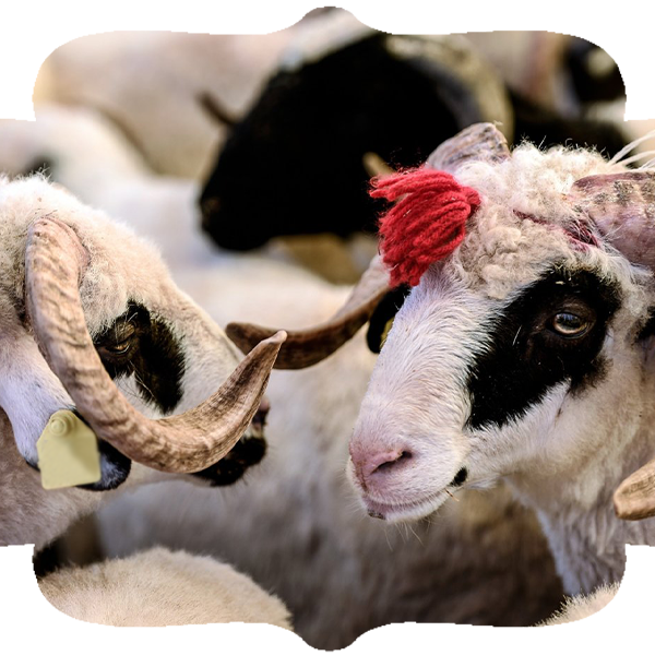 Türkiye Kurban Bedeli